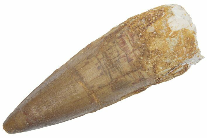 Fossil Spinosaurus Tooth - Real Dinosaur Tooth #222539